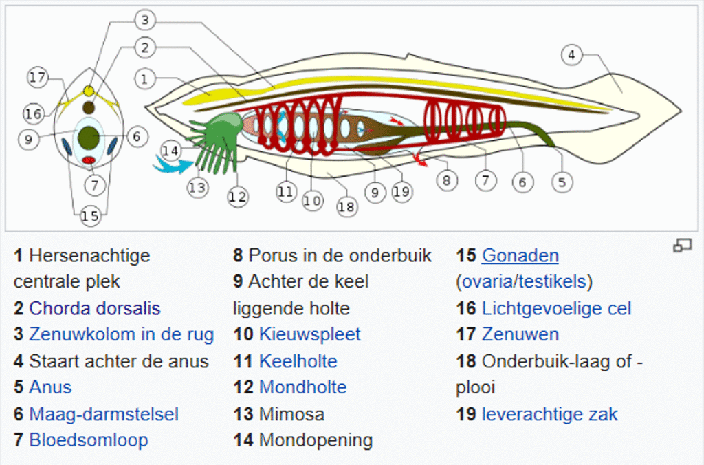 Lancetvisje, doorsneden.gif