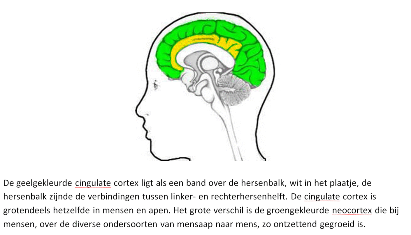 Menselijke neocortex.gif