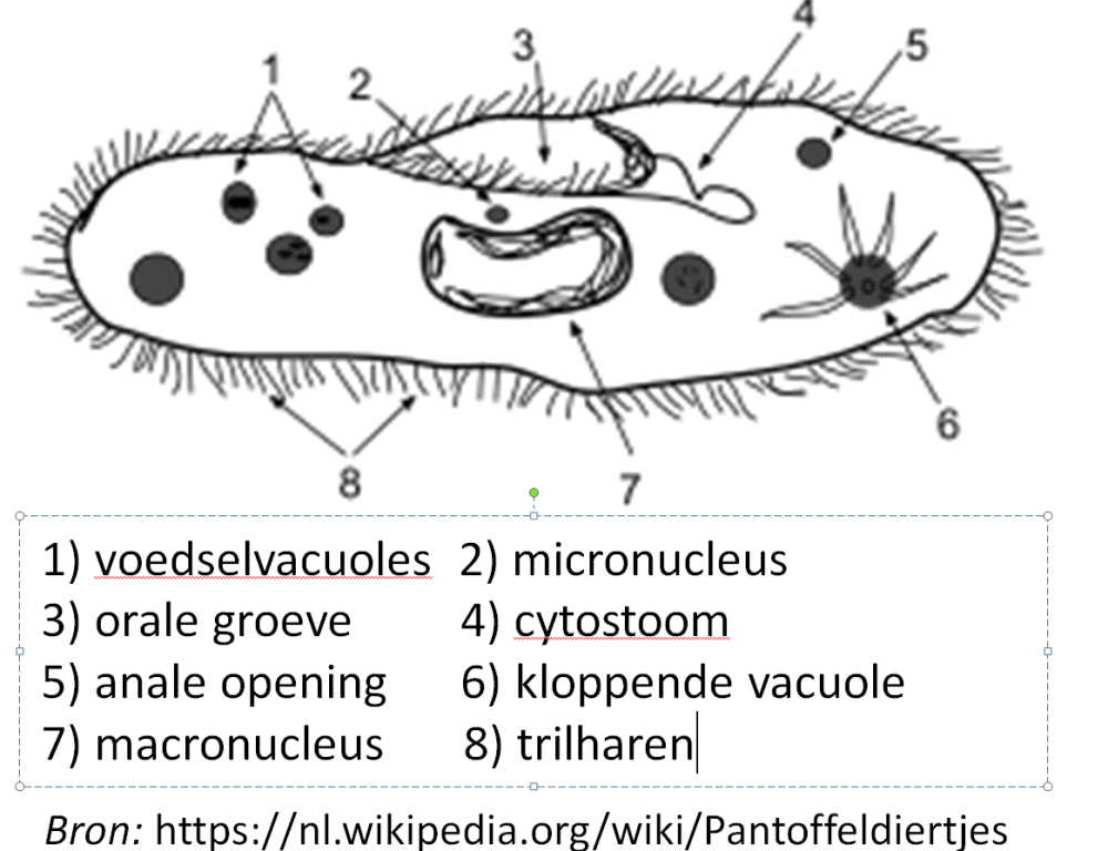 Pantoffeldiertje.gif