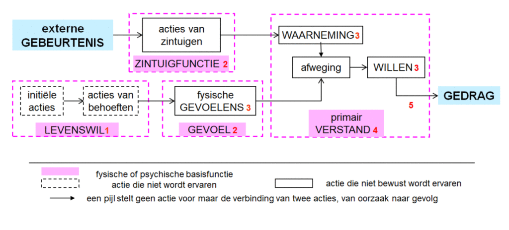 Gedragsmodel dieren met zintuigen.gif