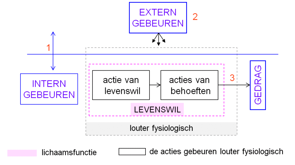 Gedragsmodel%20dieren%20zonder%20zintuigen